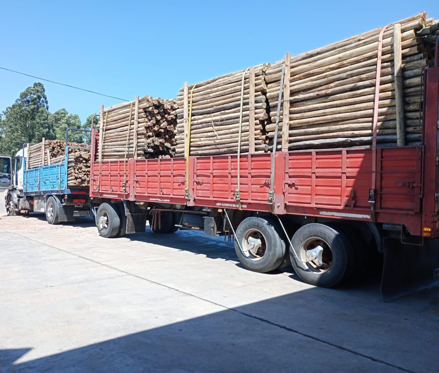 Tutores de eucalipto