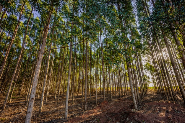 Madera de eucalipto apilada